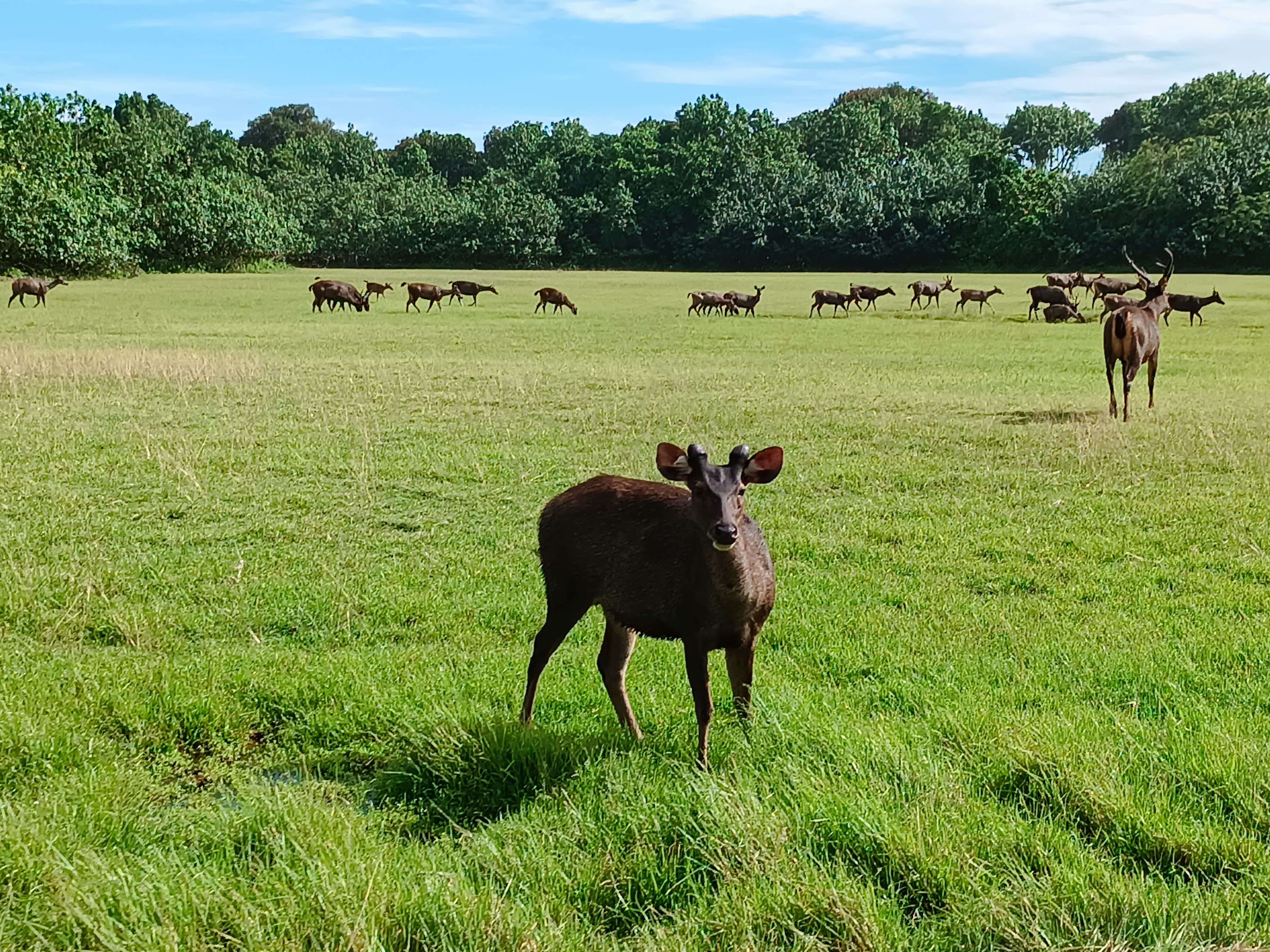 rusa savana rusa savana